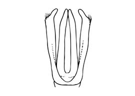   Osmia bicornis  male, diagram showing dorsal view of genitalia, diagram modified from Scheuchl 2006 
